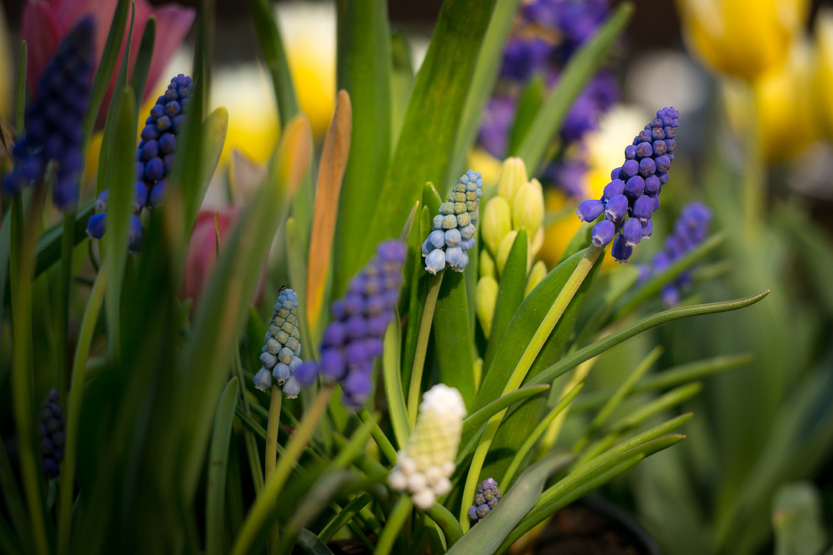 Автор фото Елена Якимова / Greenfingers
