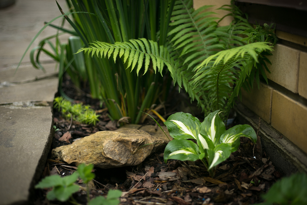 Автор фото Елена Якимова / Greenfingers