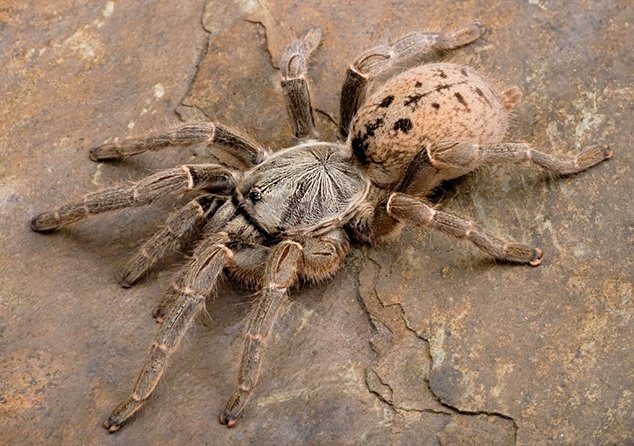 Pterinochylus lugardi. Фото из интернета 