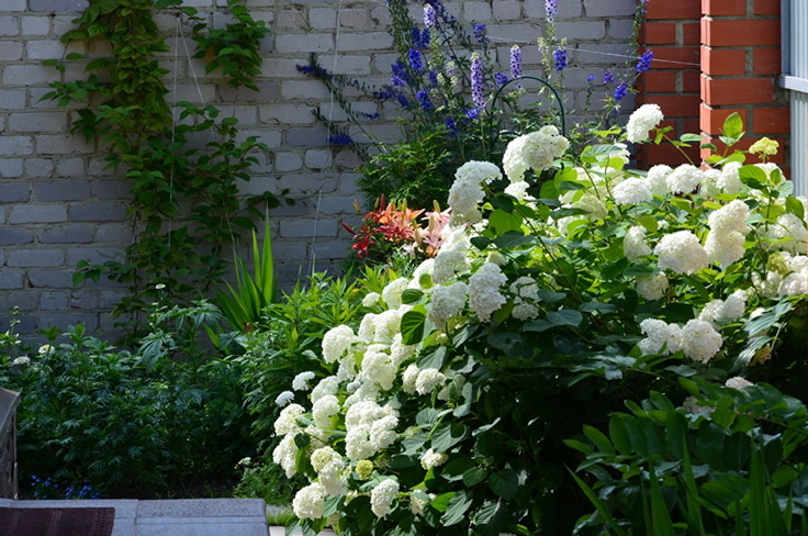 Куст гортензии «Аннабель» летом.