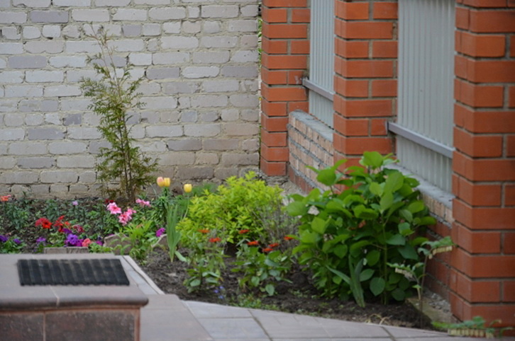 Куст гортензии в мае 2021 г.