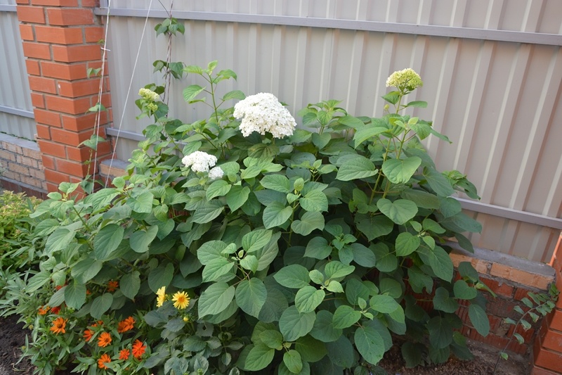 «Аннабель» в июле 2021 г. Обросла заметно