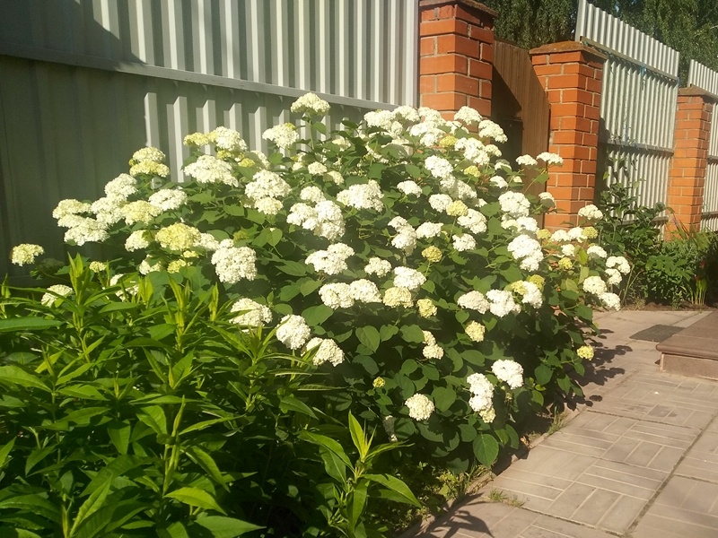  Гортензия летом прошлого года, спустя три года после обрезки под пень. Июнь 2024