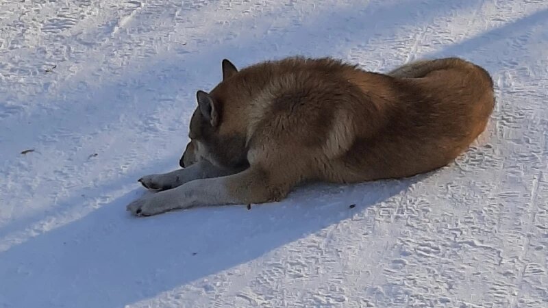     Волк в поисках хозяина в «Изумрудном». altapress.ru