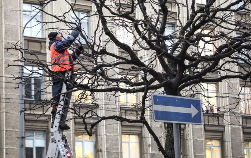    комитет по благоустройству Петербурга