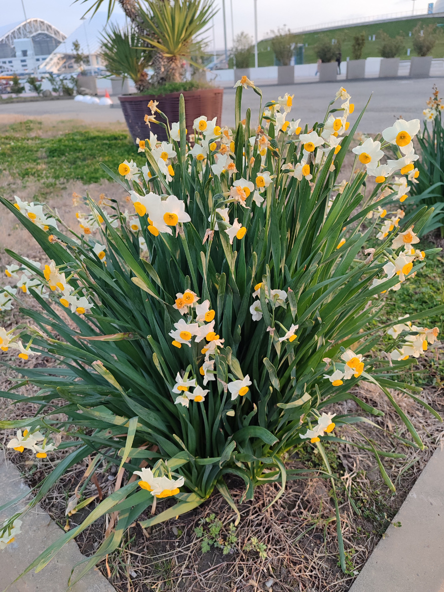 Январские нарциссы в Олимпийском парке.