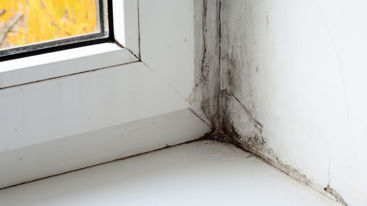 Уничтожение плесени в квартире у метро Отрадное: как решить проблему навсегда  