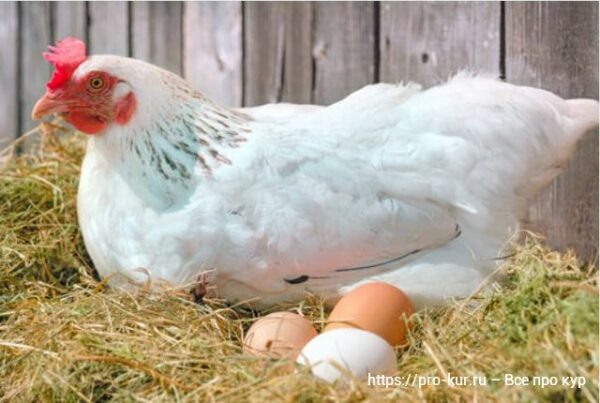 Какие факторы влияют на успех вылупления цыплят под наседкой 🐣