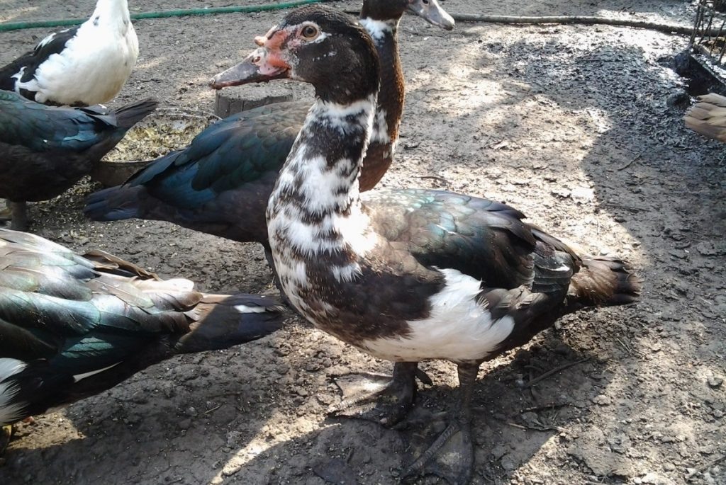 Фото: Яндекс фото