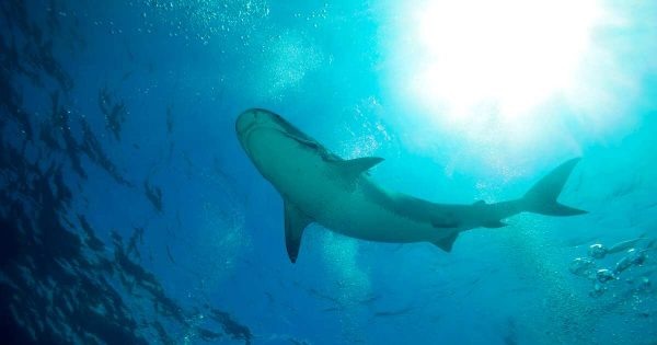    Акула, фото:ren.tv