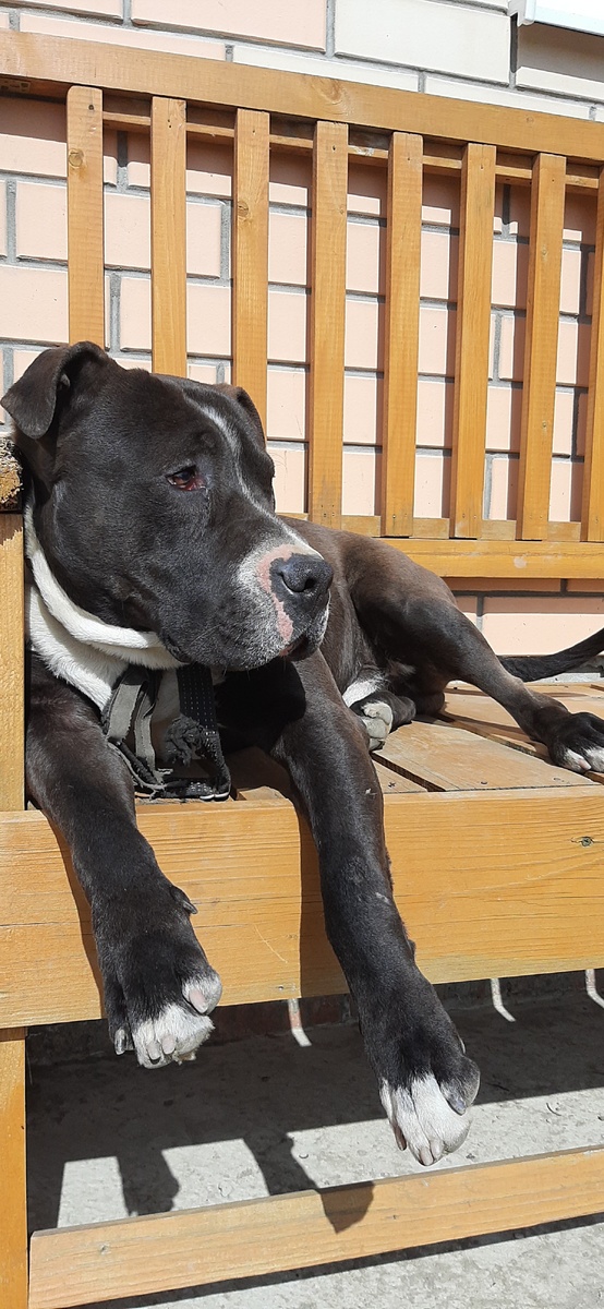 Питомец греется