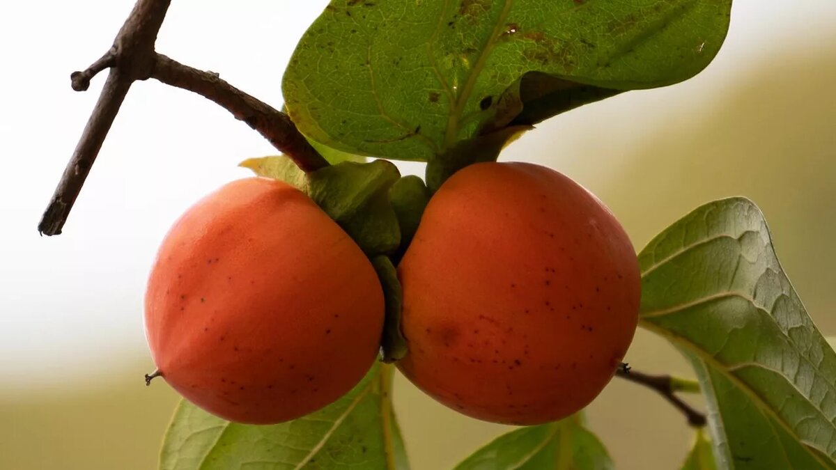 © Sputnik / Артур Лебедев