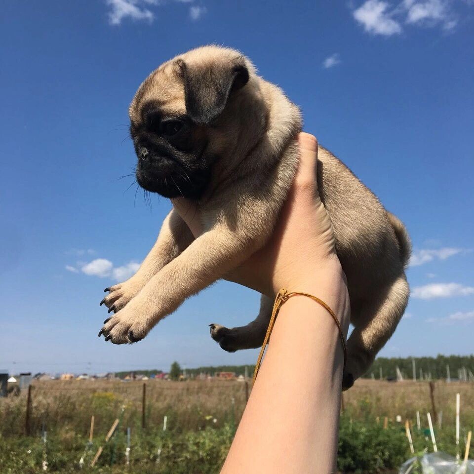 Здесь нашему щенку 2 месяца