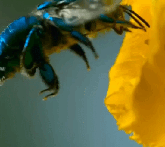 Орхидные пчелы. Вибрационное опыление