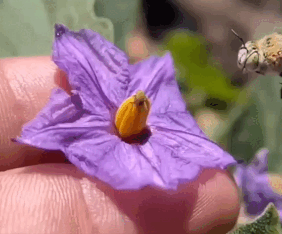 Синеполосая пчела (Amegilla cingulata), которая использует виброопыление и затем умывается 