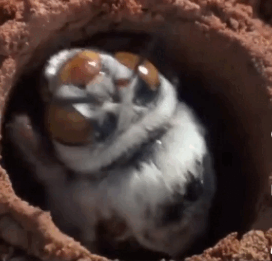 Пчёлы Доусона (Amegilla dawsoni). Сражение за самку