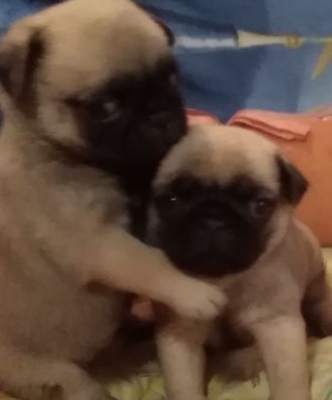 Это наш Автобус-Сенька с братом. Утром им предстоит расстаться навсегда