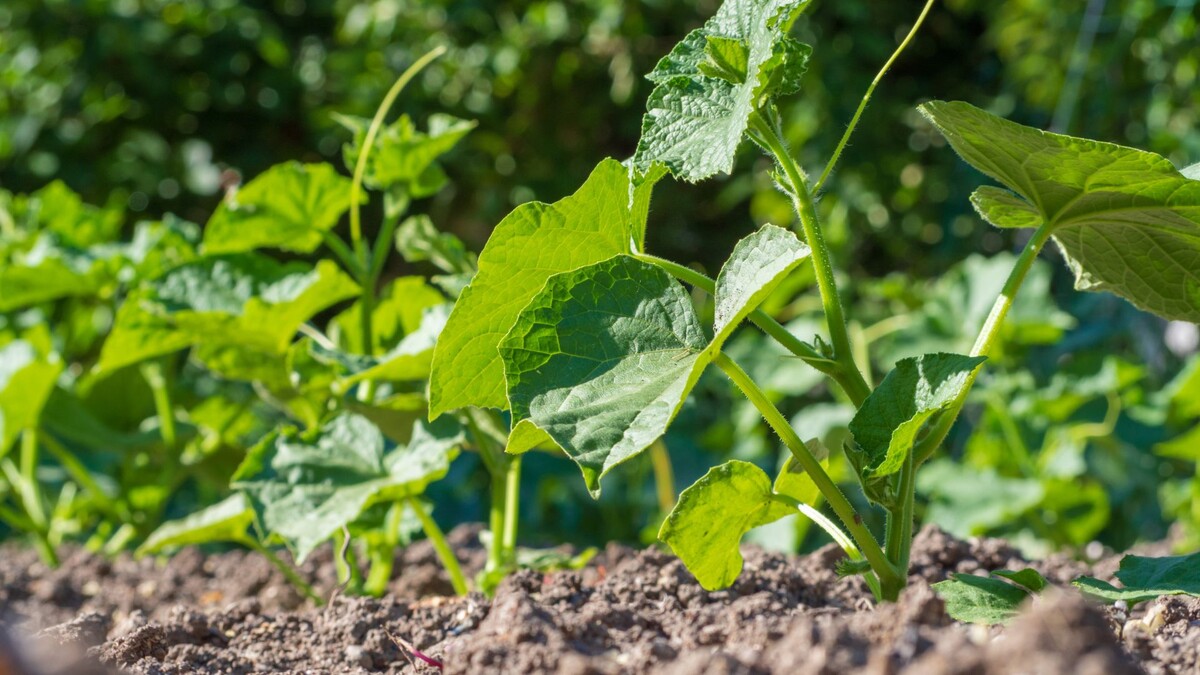 Огурец в открытом грунте