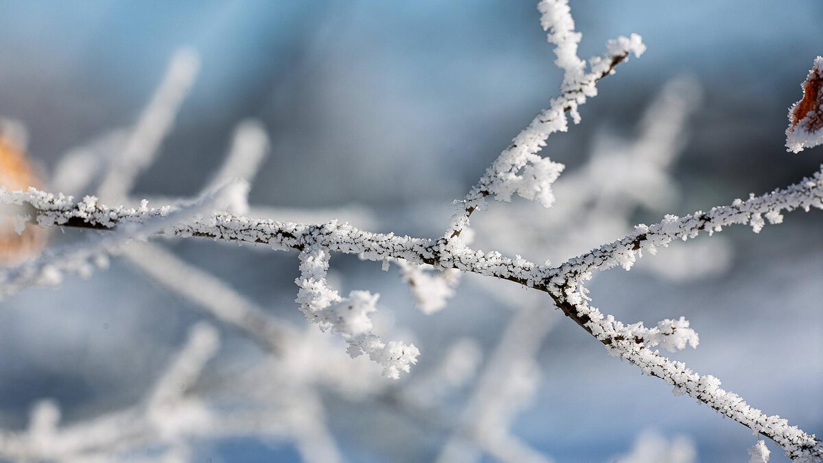    Фото: Rainer Keuenhof /globallookpress.com