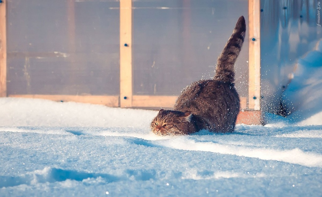 Сибирские морозы останутся в прошлом: синоптики рассказали, как изменился климат 