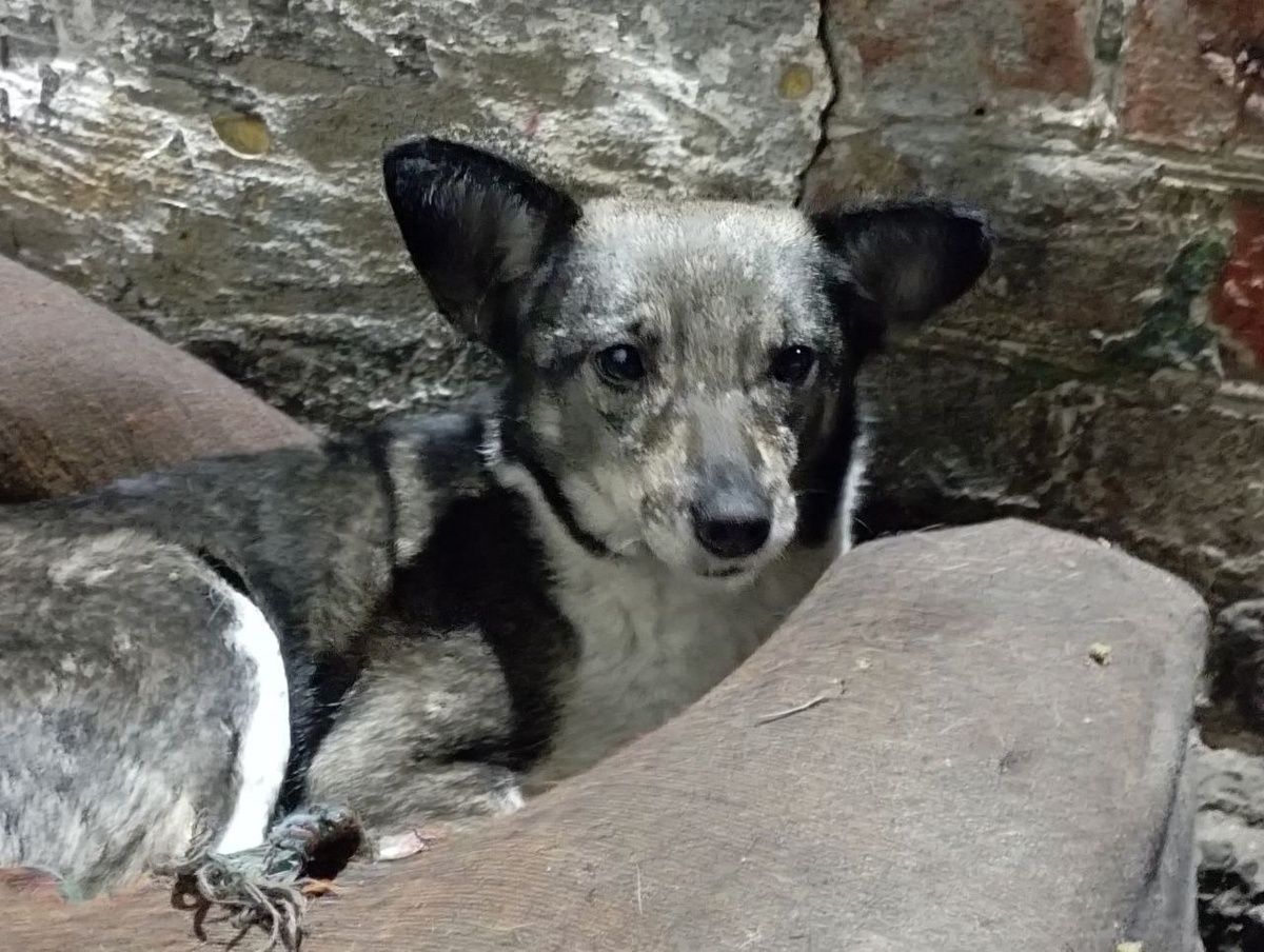 Катюша. Ищет мам и пап... 