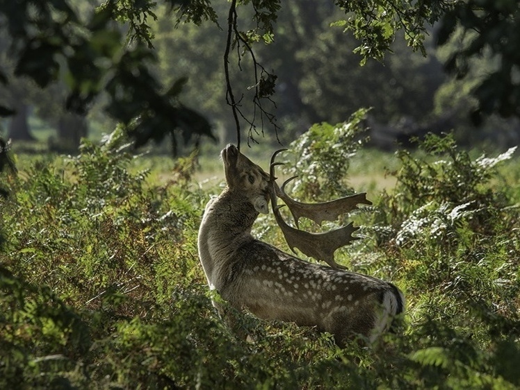     Фото: 1zoom.ru