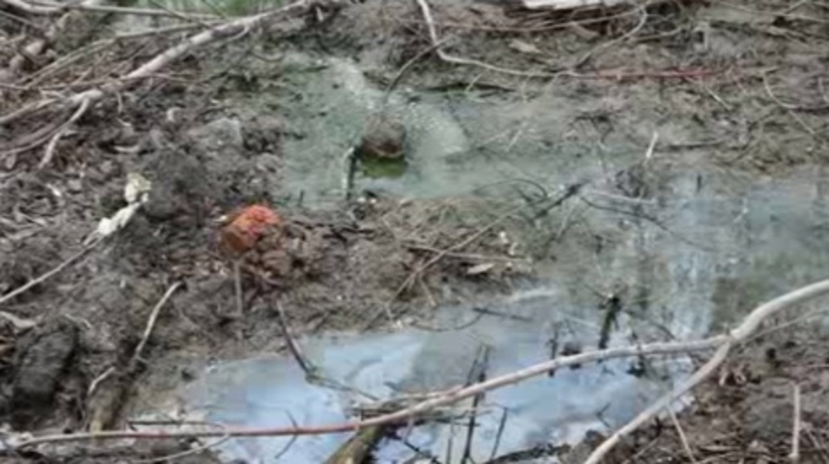    В центре Курска река Тускарь местами окрасилась в темно-зеленый цвет