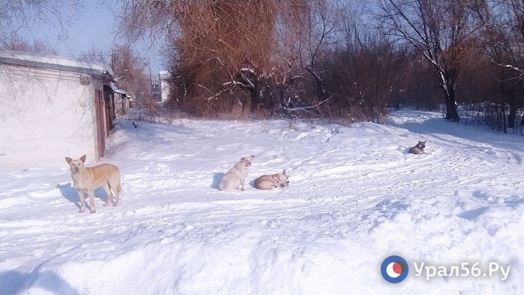    В Орске бродячие собаки за одни сутки покусали четырех человек