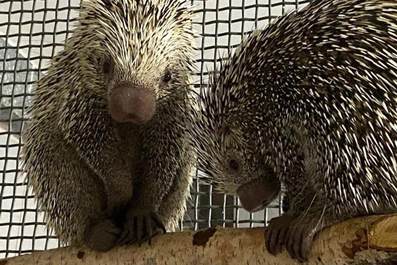    Пресс-служба Екатеринбургского зоопарка