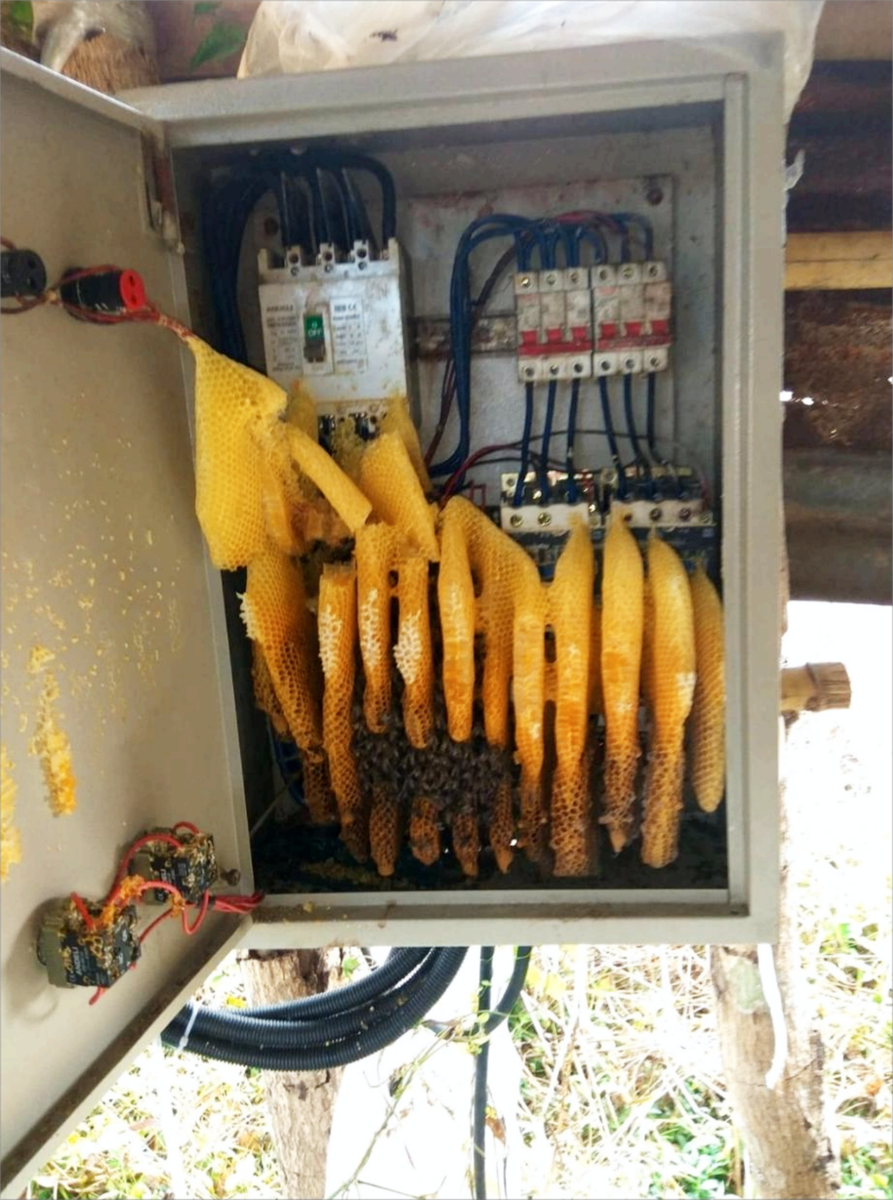 Посмотри, там что-то в щитке иногда жужжит!