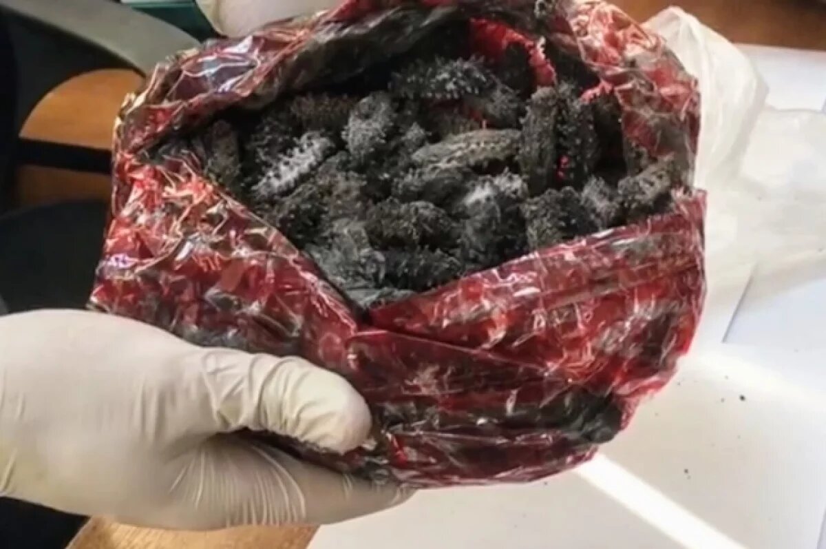    В Приморье китаянка заплатит штраф за контрабанду трепанга на 1,2 млн. руб.