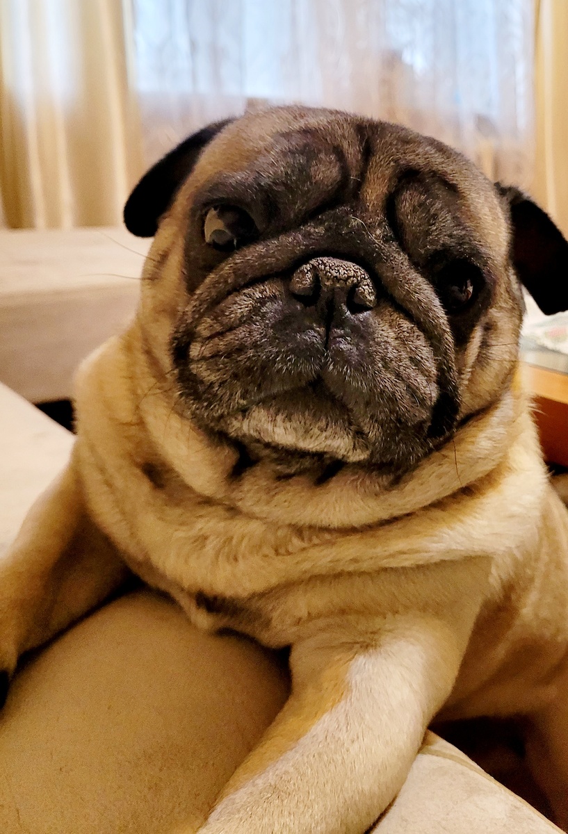 Здесь нашему мопсу 6,5 лет. Уже очень заметны признаки старения