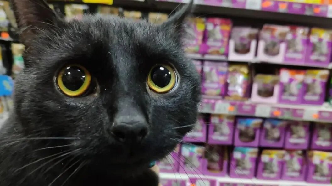    Царьград / Олег Рукавицын