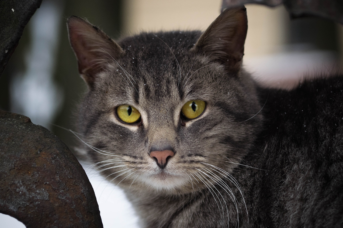 Все кошки серы