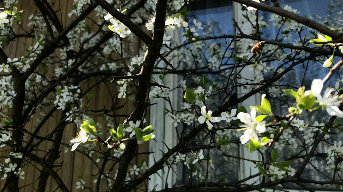 Найди пчелку.