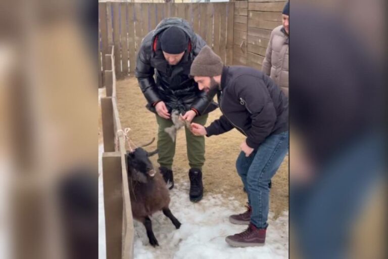    Чешут коз: В Оренбурге снимают новый выпуск тревел-реалити «Повара на колесах» Марина Шарт