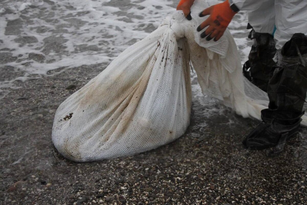 Фото: Telegram-канал «Эколог Жора Каваносян»