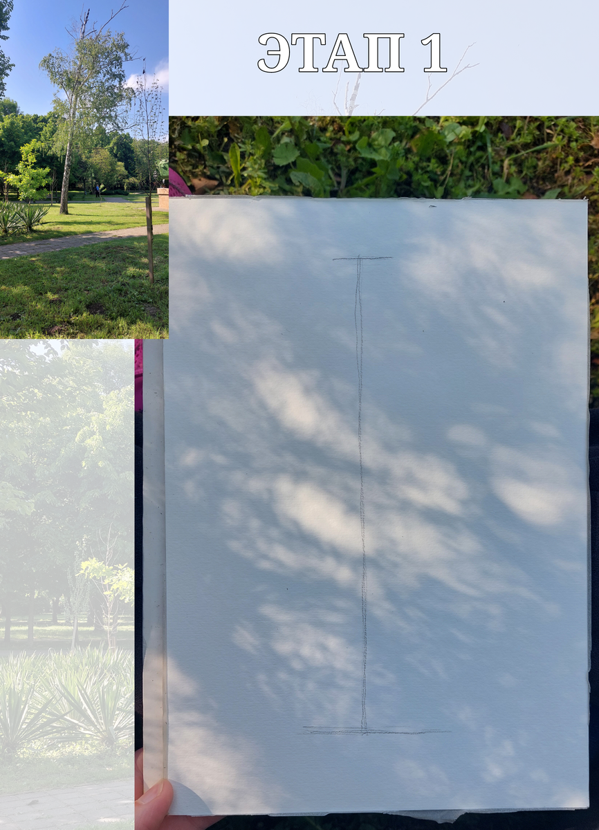 Этап 1. Композиция. Определяем положение дерева в листе. Сверху отступ меньше, снизу чуть больше.