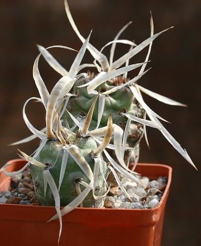 Кактус папирокантус