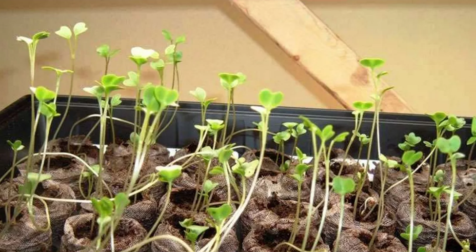 Рассада Тянется вверх