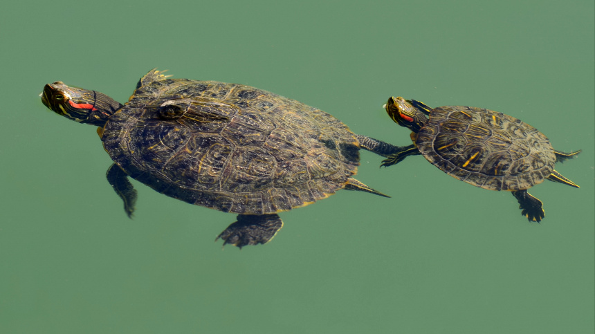    Фото: © РИА Новости/Игорь Онучин