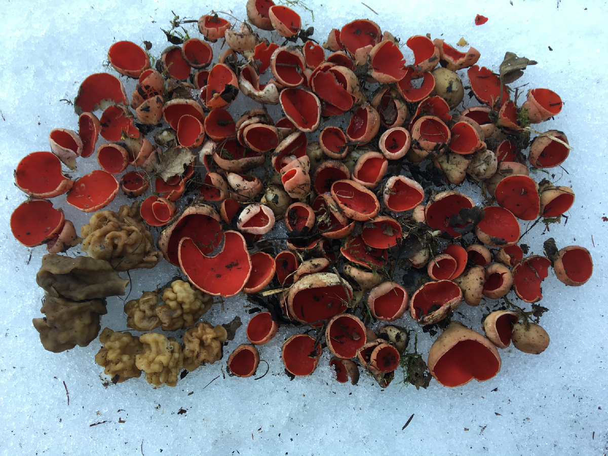 04.04.2017 Север Подмосковья….Очень  ранний слой саркосцифы….Только на ранних точках….Основные биотопы заработают позже….