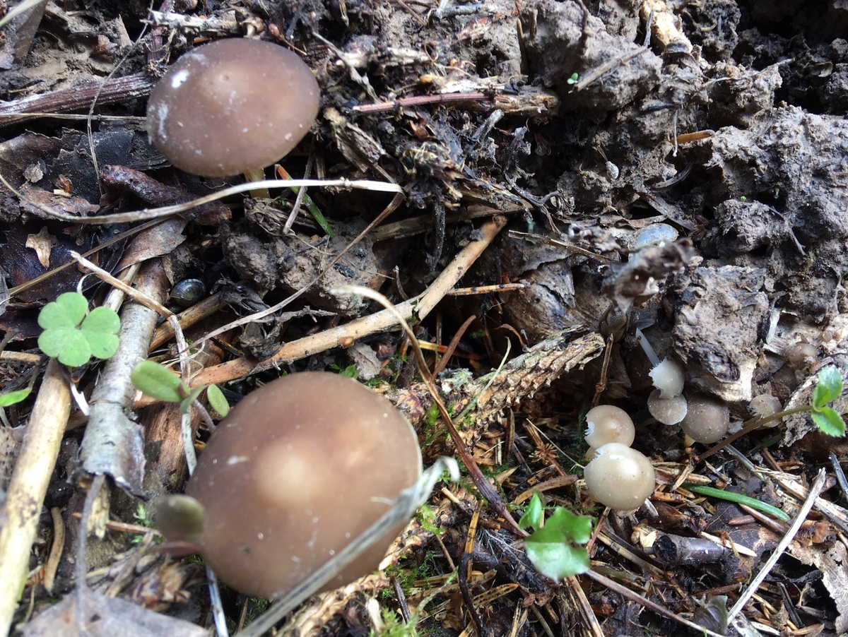 Стробилюросы в апреле 2020, север Подмосковья….Основной слой