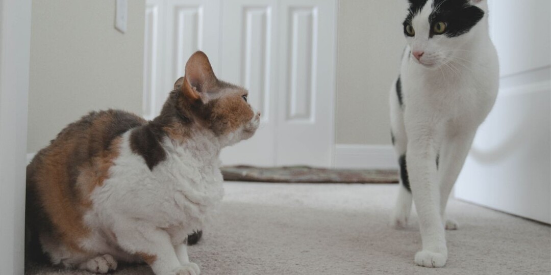 Почему кошка не любит других кошек? Можно ли исправить ситуацию