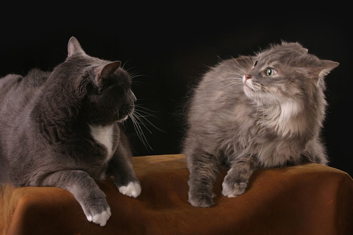 Почему кошки не любят других кошек
