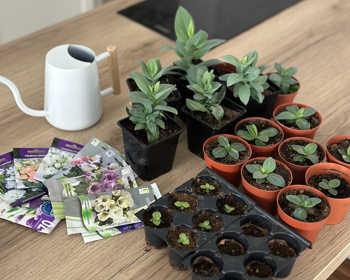 Сеем и пересаживаем для того, чтобы получить обильно цветущую клумбу в этом сезоне