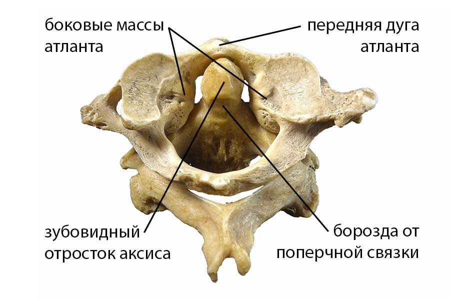 Анатомия первого и второго шейных позвонков