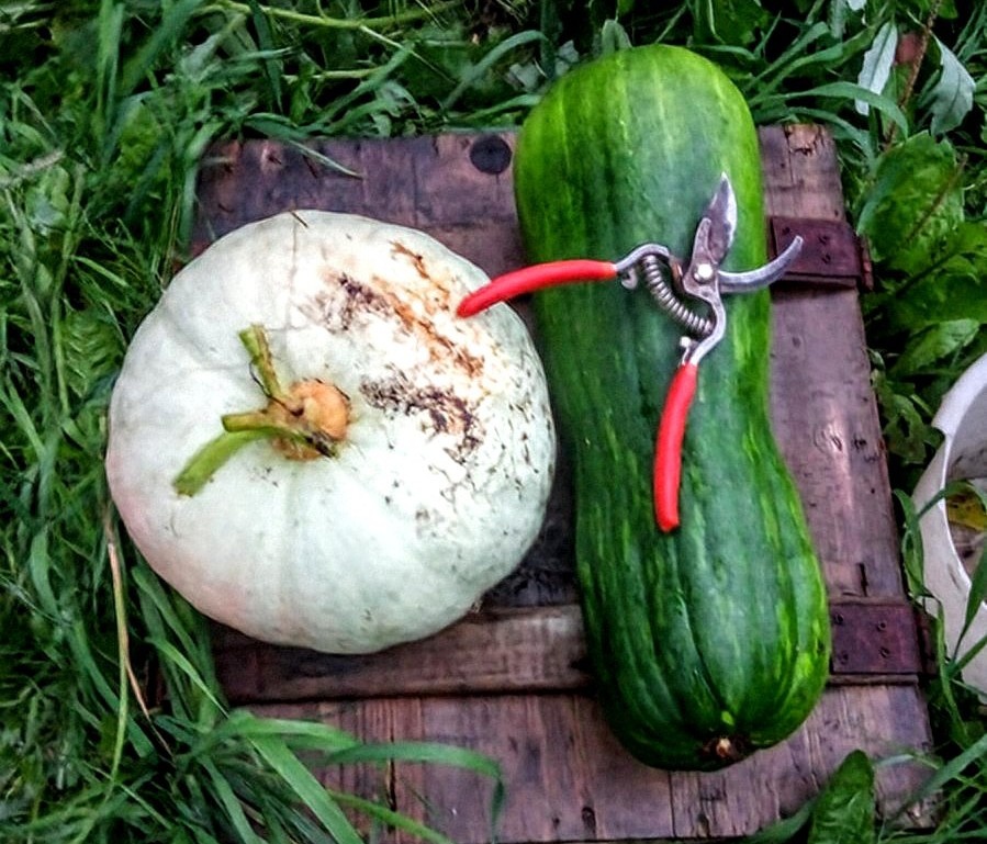 Качество фото не очень, других сейчас нет к сожалению. Здесь на фото Августина и Крошечка-хаврошечка. О них я писала в статье про сорта.