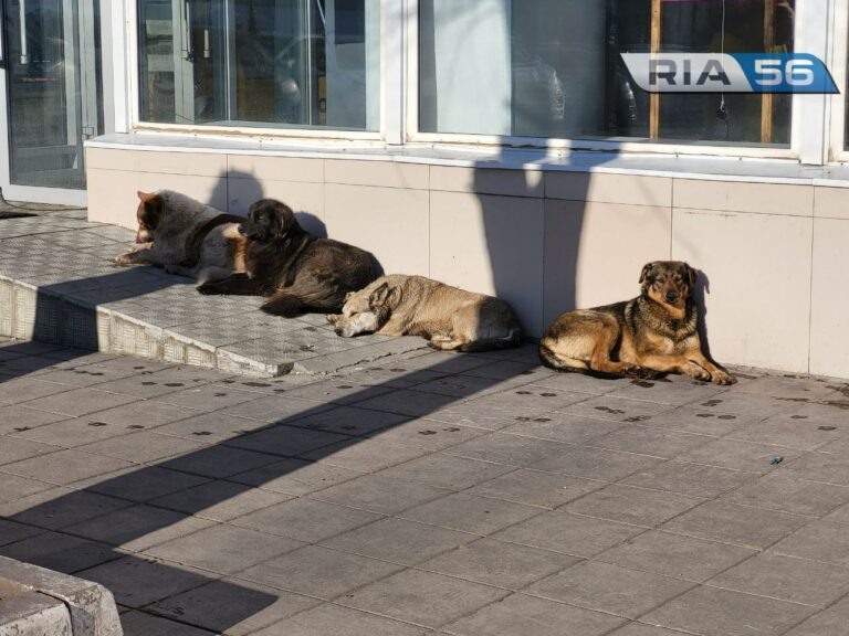    В Новотроицке и Пономарёвском районе отменили спецрежим по бродячим собакам Андрей Севостьянов