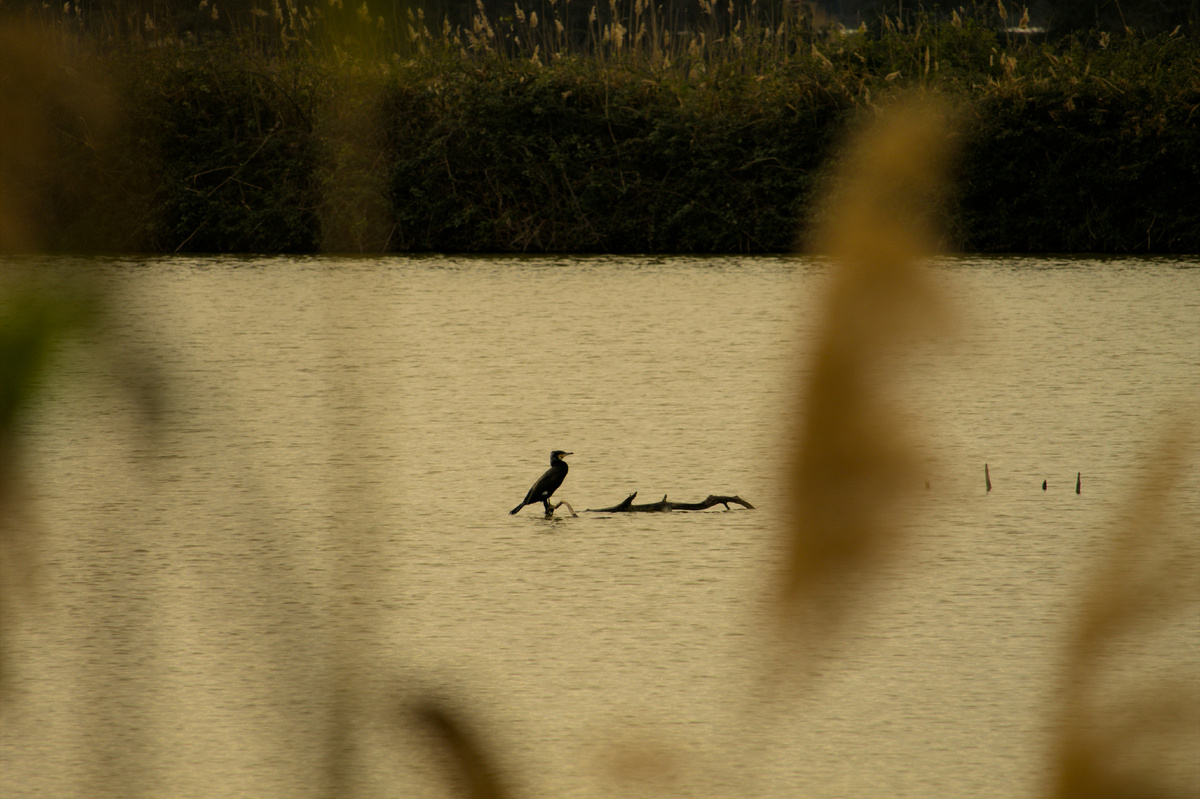 Картинка с бесплатного фотостока https://unsplash.com, автор Alessandro Chitarrini